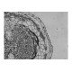 Thermo Invitrogen EVOS M5000 Phase Contrast Fluorescence Microscope Imaging System Unit 2 Thermo Invitrogen EVOS M5000 Phase Contrast Fluorescence Microscope Imaging System Unit 2