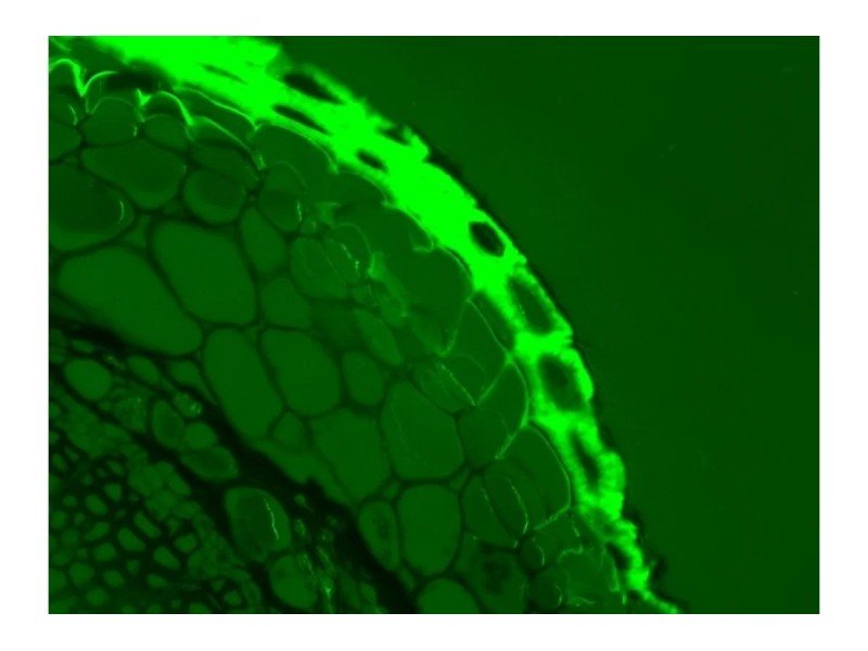 Thermo Invitrogen EVOS M5000 Phase Contrast Fluorescence Microscope Imaging System Unit 2 Thermo Invitrogen EVOS M5000 Phase Contrast Fluorescence Microscope Imaging System Unit 2