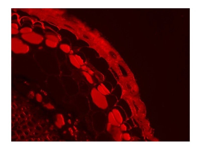 Thermo Invitrogen EVOS M5000 Phase Contrast Fluorescence Microscope Imaging System Unit 2 Thermo Invitrogen EVOS M5000 Phase Contrast Fluorescence Microscope Imaging System Unit 2