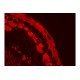 Thermo Invitrogen EVOS M5000 Phase Contrast Fluorescence Microscope Imaging System Unit 2 Thermo Invitrogen EVOS M5000 Phase Contrast Fluorescence Microscope Imaging System Unit 2