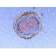 Thermo Invitrogen EVOS M3000 Phase Contrast Microscope Imaging System