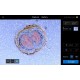 Thermo Invitrogen EVOS M3000 Phase Contrast Microscope Imaging System
