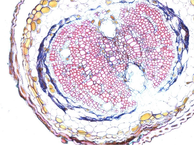 Thermo Invitrogen EVOS M3000 Phase Contrast Microscope Imaging System