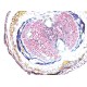 Thermo Invitrogen EVOS M3000 Phase Contrast Microscope Imaging System