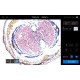 Thermo Invitrogen EVOS M3000 Phase Contrast Microscope Imaging System