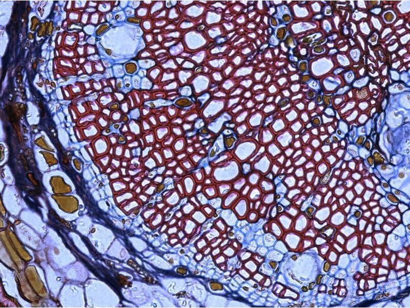 Thermo Invitrogen EVOS M3000 Phase Contrast Microscope Imaging System