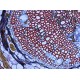 Thermo Invitrogen EVOS M3000 Phase Contrast Microscope Imaging System