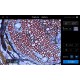 Thermo Invitrogen EVOS M3000 Phase Contrast Microscope Imaging System