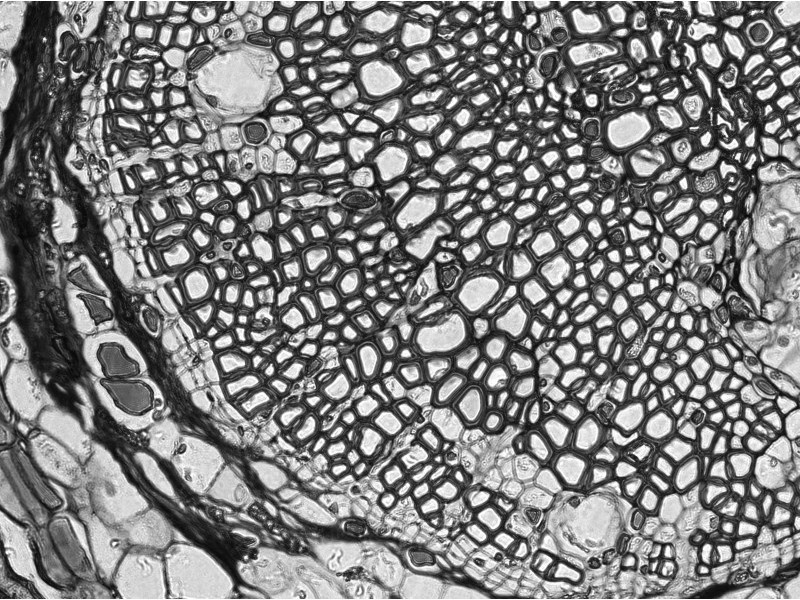 Thermo Invitrogen EVOS M3000 Phase Contrast Microscope Imaging System