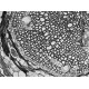Thermo Invitrogen EVOS M3000 Phase Contrast Microscope Imaging System