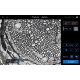 Thermo Invitrogen EVOS M3000 Phase Contrast Microscope Imaging System