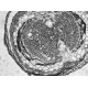 Thermo Invitrogen EVOS M3000 Phase Contrast Microscope Imaging System