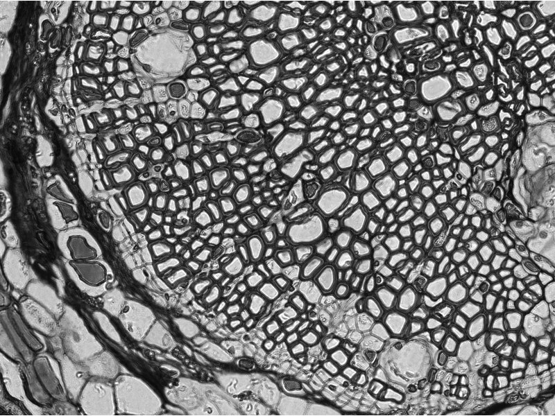 Thermo Invitrogen EVOS M3000 Phase Contrast Microscope Imaging System