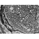 Thermo Invitrogen EVOS M3000 Phase Contrast Microscope Imaging System