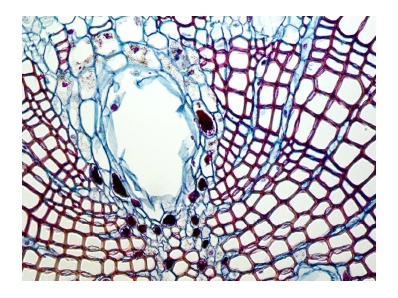 Nikon Electrophysiology Rig DIC Fluorescence Microscope w/ Sutter Micromanipulator MP-285, HEKA EPC 10 Patch Clamp, Faraday Cage