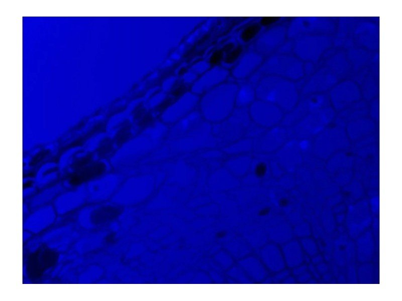 Nikon Electrophysiology Rig DIC Fluorescence Microscope w/ Sutter Micromanipulator MP-285, HEKA EPC 10 Patch Clamp, Faraday Cage