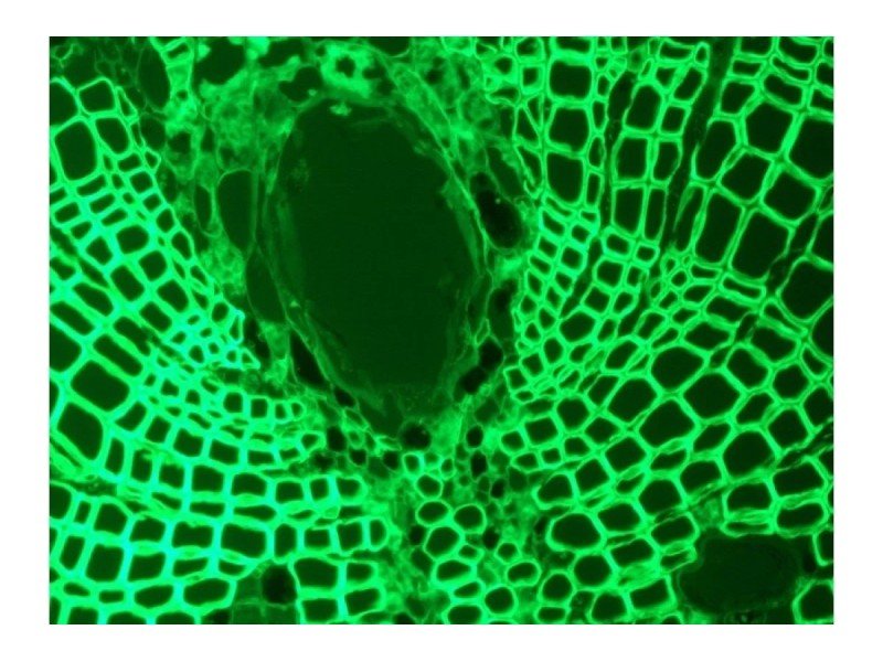 Nikon Electrophysiology Rig DIC Fluorescence Microscope w/ Sutter Micromanipulator MP-285, HEKA EPC 10 Patch Clamp, Faraday Cage