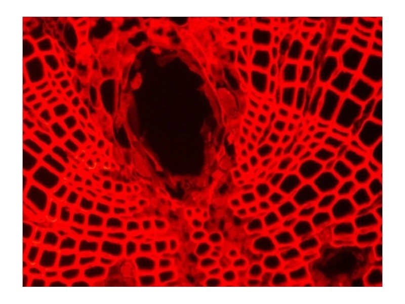 Nikon Electrophysiology Rig DIC Fluorescence Microscope w/ Sutter Micromanipulator MP-285, HEKA EPC 10 Patch Clamp, Faraday Cage