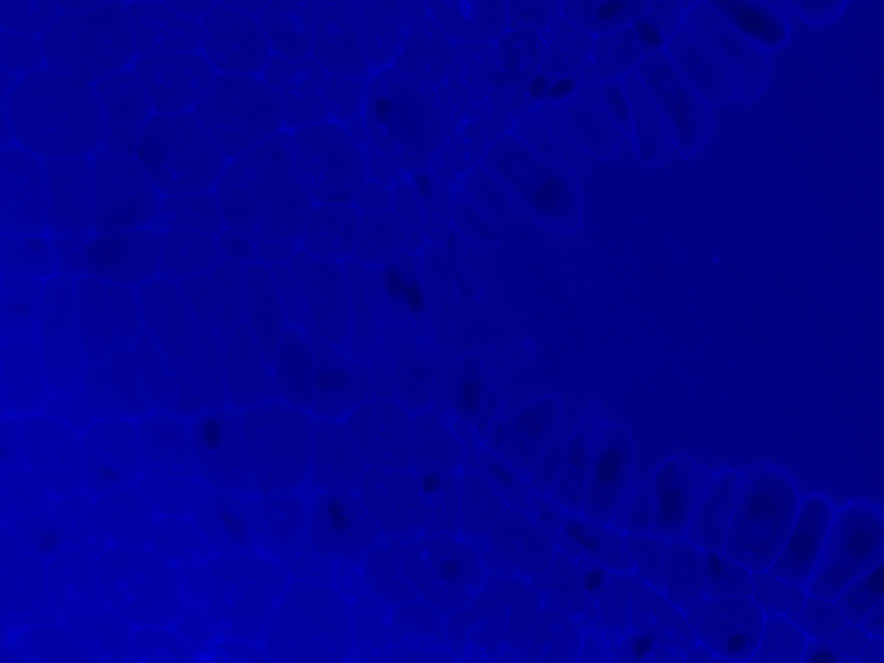 Zeiss AXIO Examiner.Z1 Fluorescence Water Immersion Capable Motorized Microscope