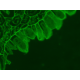 Zeiss AXIO Examiner.Z1 Fluorescence Water Immersion Capable Motorized Microscope