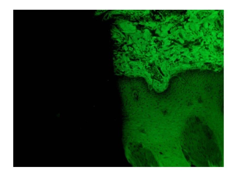 Leica DMi8 Inverted Fluorescence IMC Microscope with motorized XY stage (New Filters)