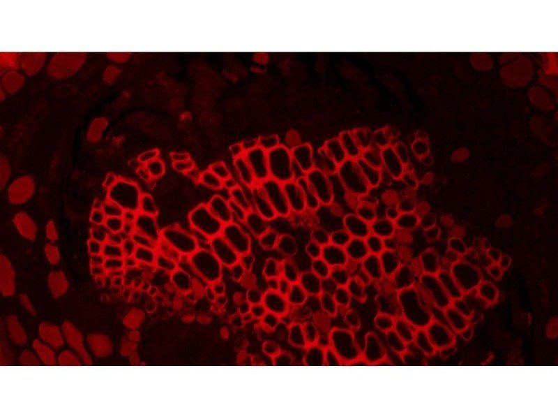 Olympus IX83 Motorized Inverted LED Fluorescence Phase Contrast Microscope