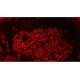 Olympus IX83 Motorized Inverted LED Fluorescence Phase Contrast Microscope