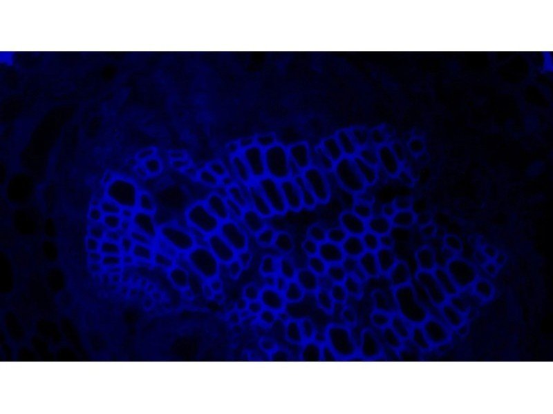 Olympus IX83 Motorized Inverted LED Fluorescence Phase Contrast Microscope