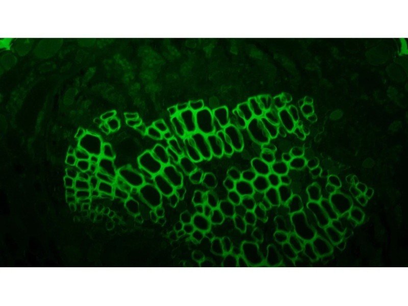 Olympus IX83 Motorized Inverted LED Fluorescence Phase Contrast Microscope