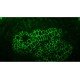 Olympus IX83 Motorized Inverted LED Fluorescence Phase Contrast Microscope