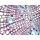 Leica DMi8 Inverted Fluorescence Phase Contrast Microscope (New Filters)