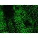 Leica DMi8 Inverted Fluorescence Phase Contrast Microscope (New Filters)