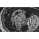 Zeiss Axiocam 702 CMOS Monochrome Microscope Camera
