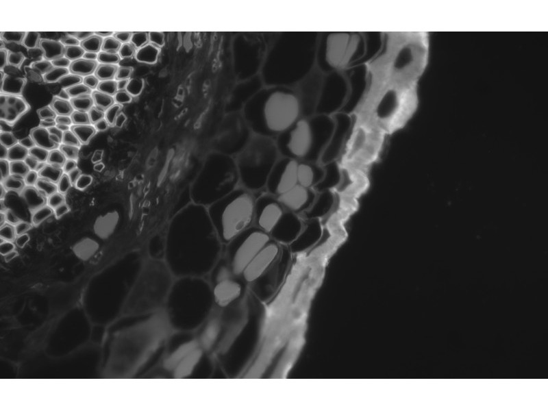 Zeiss Axiocam 702 CMOS Monochrome Microscope Camera
