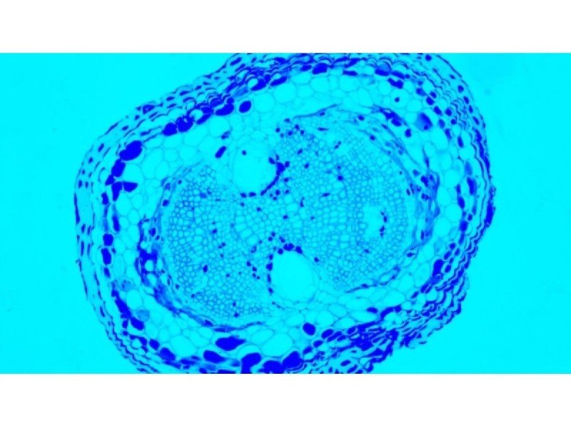 Nikon Ti2-U Inverted LED Fluorescence Microscope w/ Dual Fluorescence Turrets, Dual Illumination Paths (New Filters) Nikon Ti2-U Inverted LED Fluorescence Microscope w/ Dual Fluorescence Turrets, Dual Illumination Paths (New Filters)