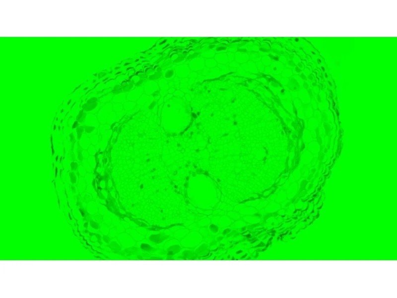 Nikon Ti2-U Inverted LED Fluorescence Microscope w/ Dual Fluorescence Turrets, Dual Illumination Paths (New Filters) Nikon Ti2-U Inverted LED Fluorescence Microscope w/ Dual Fluorescence Turrets, Dual Illumination Paths (New Filters)