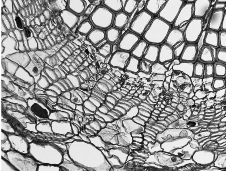 Photometrics CoolSnap Dyno Monochrome CCD Microscope Camera Unit 2