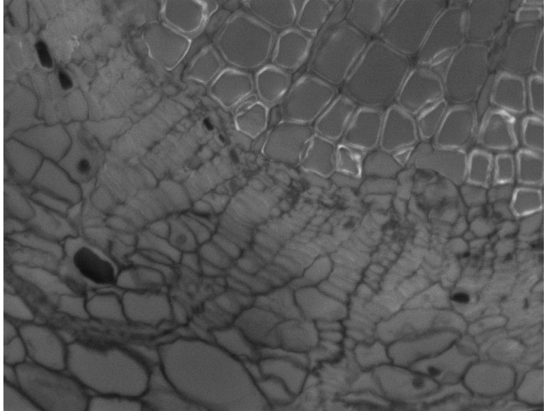 Photometrics CoolSnap Dyno Monochrome CCD Microscope Camera Unit 2