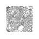 Nikon Ti2-E PFS N-SIM Super-Resolution Inverted Motorized Microscope with Dual Fluorescence Illumination Nikon Ti2-E PFS N-SIM Super-Resolution Inverted Motorized Microscope with Dual Fluorescence Illumination