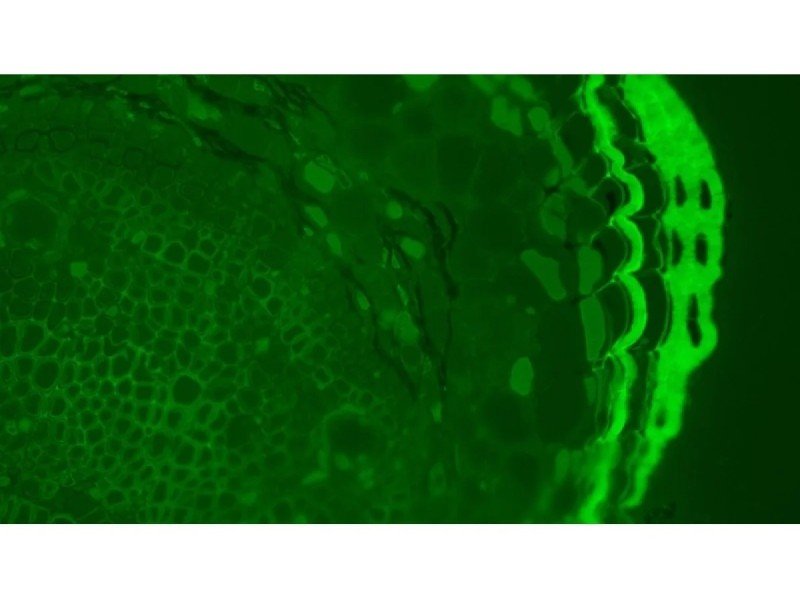 Olympus BX63 Upright Fluorescence Motorized Microscope BX63F (New Filters) Olympus BX63 Upright Fluorescence Motorized Microscope BX63F (New Filters)