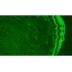 Olympus BX63 Upright Fluorescence Motorized Microscope BX63F (New Filters) Olympus BX63 Upright Fluorescence Motorized Microscope BX63F (New Filters)