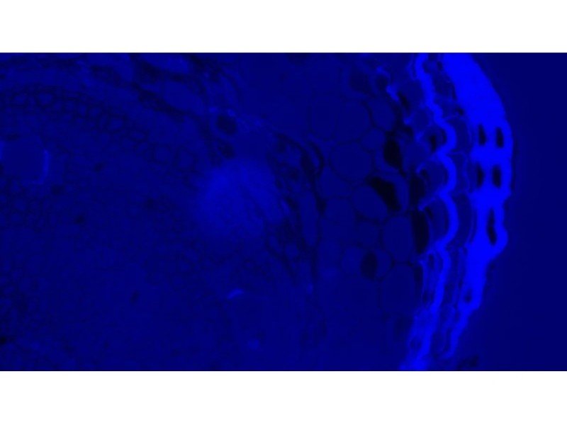 Olympus BX63 Upright Fluorescence Motorized Microscope BX63F (New Filters) Olympus BX63 Upright Fluorescence Motorized Microscope BX63F (New Filters)