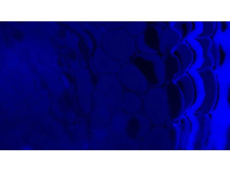 Olympus BX63 Upright Fluorescence Motorized Microscope BX63F (New Filters) Olympus BX63 Upright Fluorescence Motorized Microscope BX63F (New Filters)