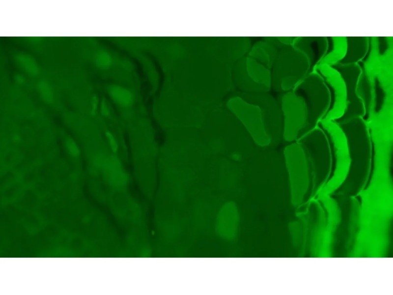 Olympus BX63 Upright Fluorescence Motorized Microscope BX63F (New Filters) Olympus BX63 Upright Fluorescence Motorized Microscope BX63F (New Filters)