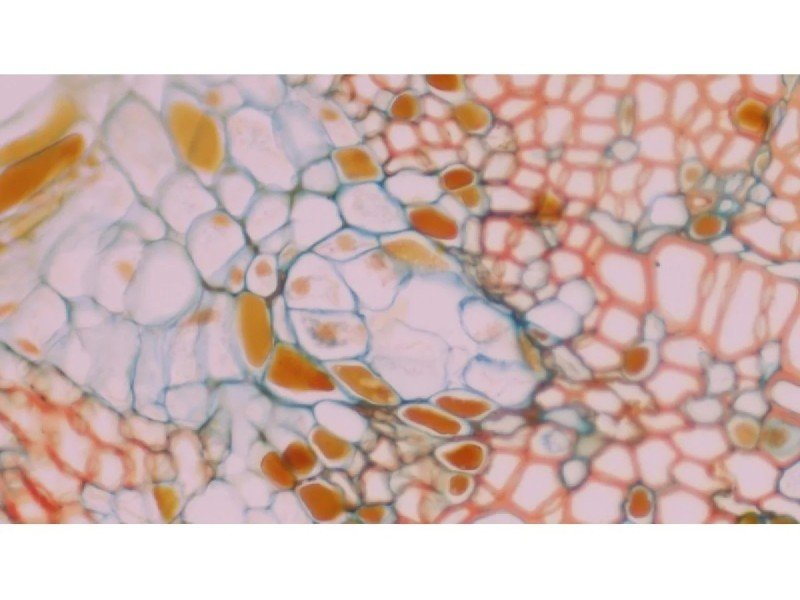 Olympus BX63 Upright Fluorescence Motorized Microscope BX63F (New Filters) Olympus BX63 Upright Fluorescence Motorized Microscope BX63F (New Filters)