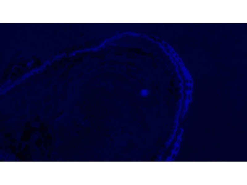 Olympus BX63 Upright Fluorescence Motorized Microscope BX63F (New Filters) Olympus BX63 Upright Fluorescence Motorized Microscope BX63F (New Filters)