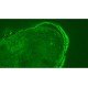 Olympus BX63 Upright Fluorescence Motorized Microscope BX63F (New Filters) Olympus BX63 Upright Fluorescence Motorized Microscope BX63F (New Filters)