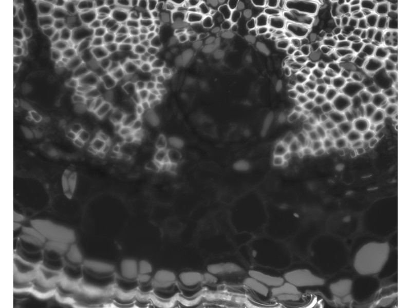 Zeiss Axiocam 506 Monochrome CMOS Microscope Camera