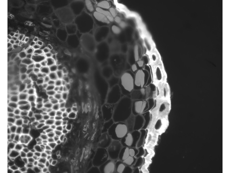 Zeiss Axiocam 506 Monochrome CMOS Microscope Camera