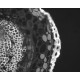 Zeiss Axiocam 506 Monochrome CMOS Microscope Camera